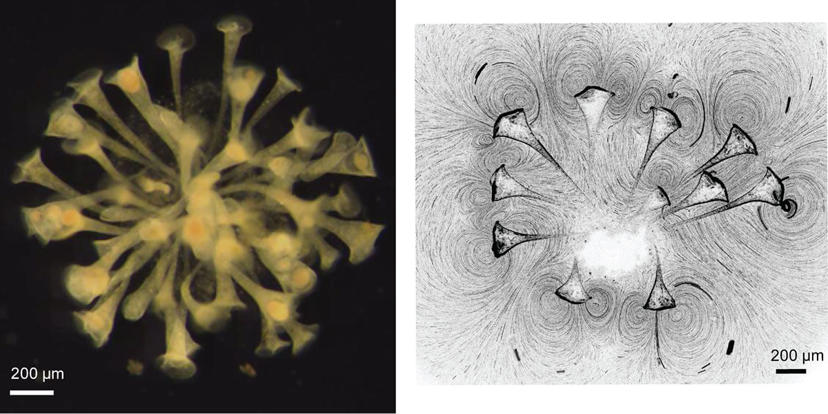 New research reveals the origins of multicellular cooperation